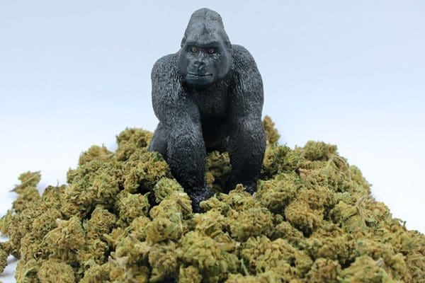 Gorilla-Glue-.jpg